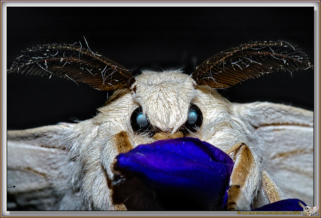 BOMBYX